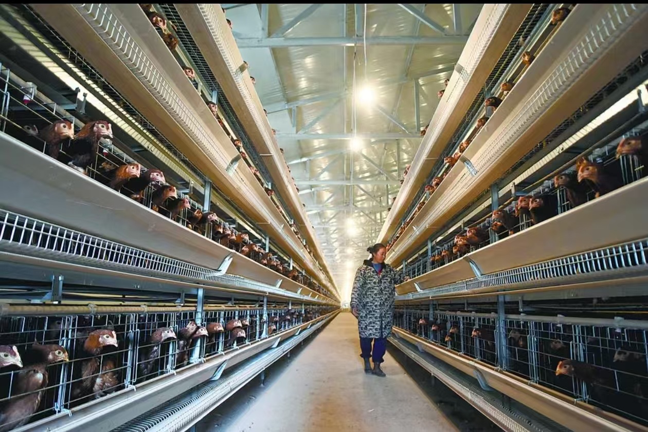 现代化养殖场